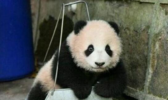 心机熊猫宝宝赖在簸箕里不肯走 奶爸看见生无可恋 网友都笑炸了(图3)