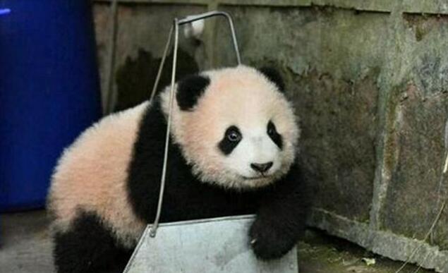 心机熊猫宝宝赖在簸箕里不肯走 奶爸看见生无可恋 网友都笑炸了(图4)