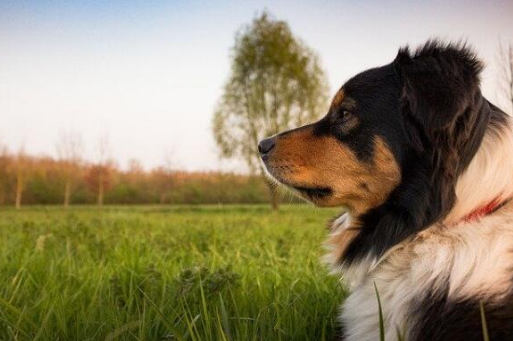 怎么才能判别狗狗的年龄？铲屎官们快看过去~(图2)