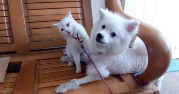 主人带狗去剪毛 回来后猫主子更加厌恨：丑拒 离我远点儿(图3)
