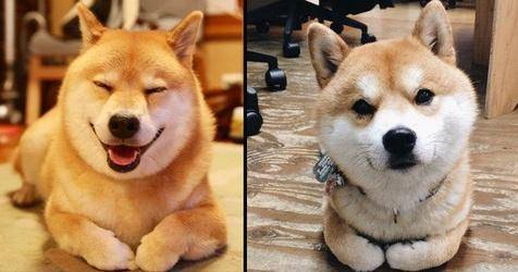 秋田和柴犬的区别 你不怕在傻傻分不清楚啊了(图2)