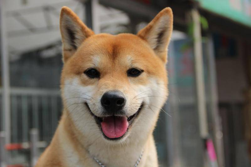 秋田和柴犬的区别 你不怕在傻傻分不清楚啊了(图1)
