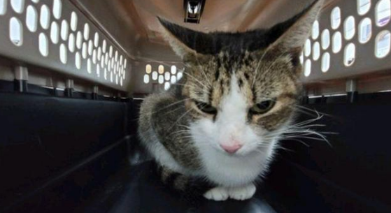 机智流浪猫骗男子收留 自己先安顿下来完了 再偷偷的送上4个娃(图2)