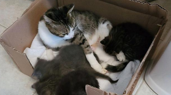 机智流浪猫骗男子收留 自己先安顿下来完了 再偷偷的送上4个娃(图5)