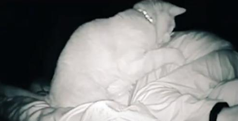 女孩睡觉后被猫打了4个小时 但小猫咪肯定其实没什么坏心思(图1)