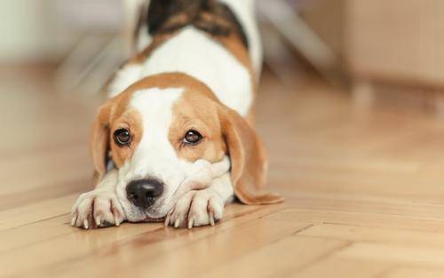 狗狗得猫癣了怎末如何处理？下面这些方法可以不试一下(图2)