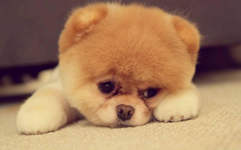 狗狗得猫癣了怎末如何处理？下面这些方法可以不试一下(图1)