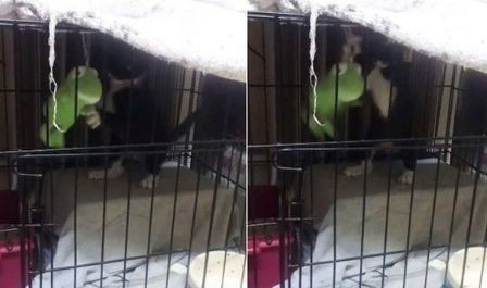猫界拳王自然诞生了！我爱上了对着青蛙玩偶练功夫的萌猫(图1)
