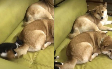 猫界拳王自然诞生了！我爱上了对着青蛙玩偶练功夫的萌猫(图2)