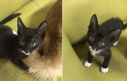 猫界拳王自然诞生了！我爱上了对着青蛙玩偶练功夫的萌猫(图3)