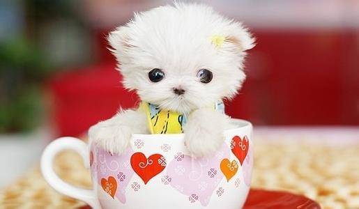 茶杯犬好养吗？先所了解下吧(图2)
