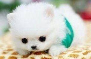 茶杯犬好养吗？先所了解下吧(图1)