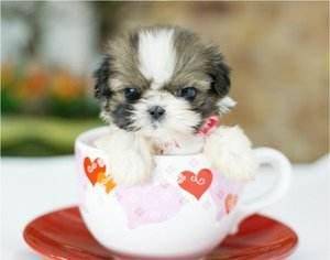 茶杯犬好养吗？先所了解下吧(图3)