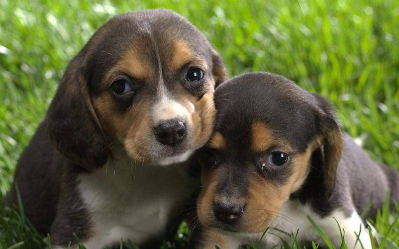 比格犬怎么看纯不纯 给你几点建议(图1)