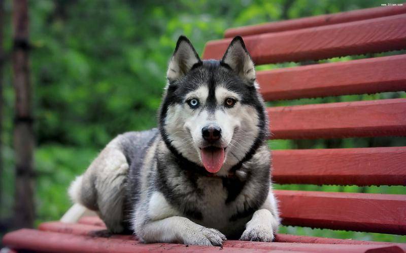 阿拉斯加犬在哪买 对的途径可以购买靠谱点(图3)