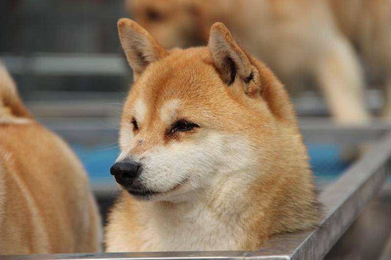 世界最凶猛的狗排名 这三种你都熟悉吗(图2)
