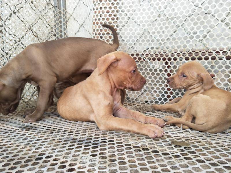 比特犬吃什么？长的猛不肯定会吃的不多(图2)