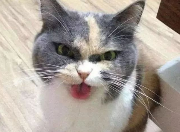 猫主子被一人带到家里7天 再瞧着铲屎官时(图1)
