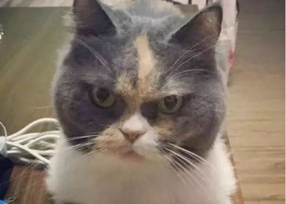 猫主子被一人带到家里7天 再瞧着铲屎官时(图2)