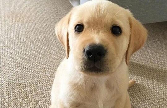 服务犬是什么东西犬 不明白的快来看下吧~(图1)