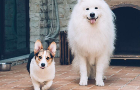 服务犬是什么东西犬 不明白的快来看下吧~(图2)