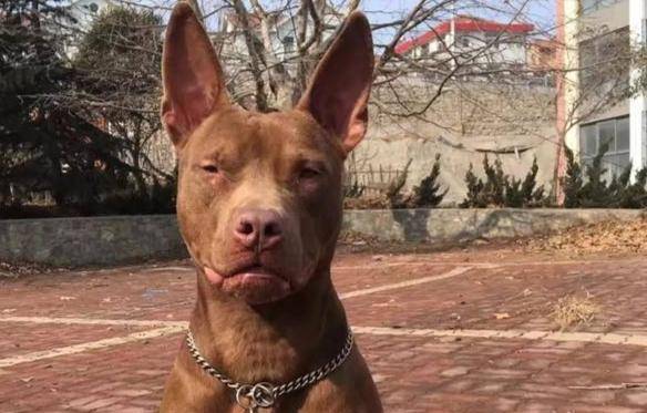 怎么样才能训练什么比特犬 劳逸结合最重要的是(图3)