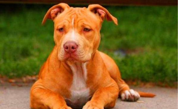 怎么样才能训练什么比特犬 劳逸结合最重要的是(图1)