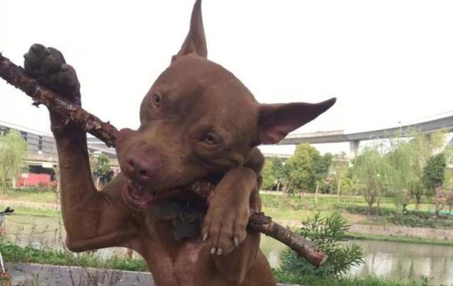 怎么样才能训练什么比特犬 劳逸结合最重要的是(图2)