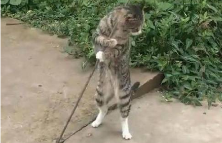 流浪猫抱着钢索不停扭动 路人觉得搞笑 网友道出原因后令人心疼(图1)