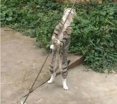 流浪猫抱着钢索不停扭动 路人觉得搞笑 网友道出原因后令人心疼(图2)