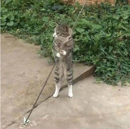 流浪猫抱着钢索不停扭动 路人觉得搞笑 网友道出原因后令人心疼(图3)