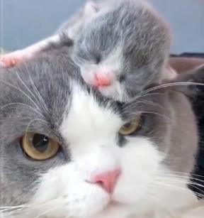 小奶猫趴猫爸头上 凉意传来猫爸一脸不愉：男人又何苦失望男人！(图2)