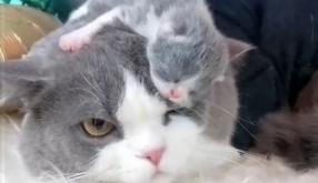 小奶猫趴猫爸头上 凉意传来猫爸一脸不愉：男人又何苦失望男人！(图1)