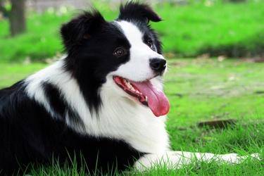 边境牧羊犬的训练方法 这个方法可以不看看(图2)