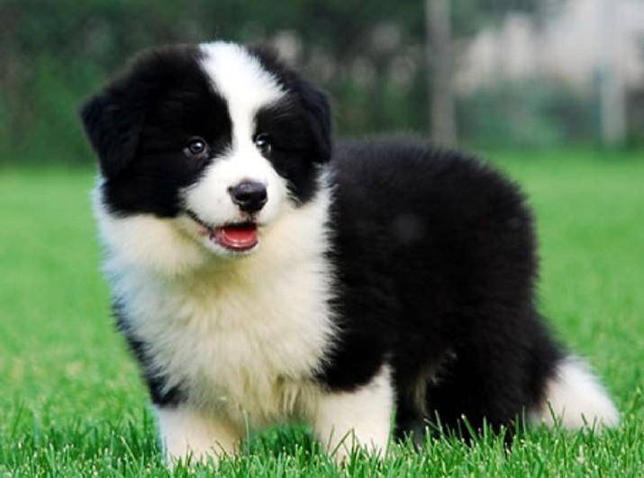 边境牧羊犬的训练方法 这个方法可以不看看(图1)