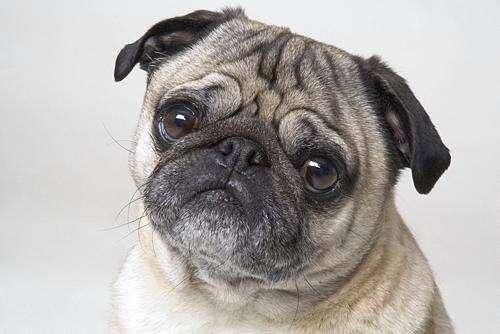 八哥犬好养吗？来打听一下下巴哥犬的优缺点(图1)