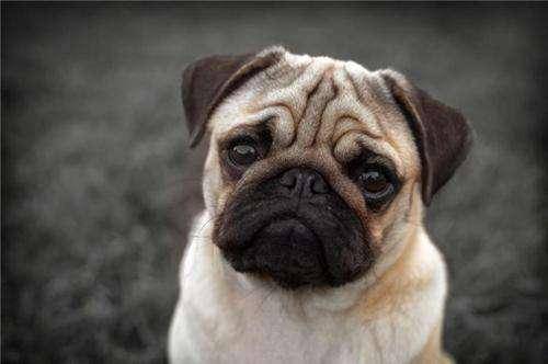 八哥犬好养吗？来打听一下下巴哥犬的优缺点(图3)