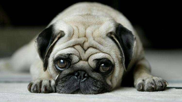 八哥犬好养吗？来打听一下下巴哥犬的优缺点(图2)