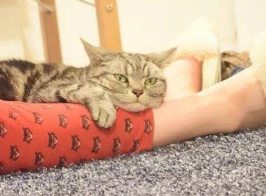 猫咪绝技那是想抱大腿 穿过腿窜进主人衣服 猫咪：大佬求带(图1)