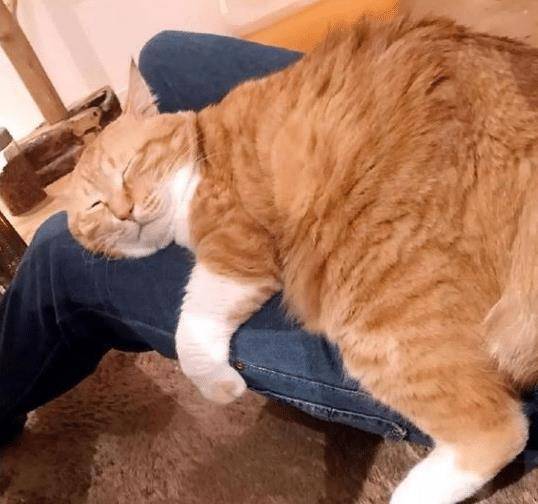 猫咪绝技那是想抱大腿 穿过腿窜进主人衣服 猫咪：大佬求带(图9)