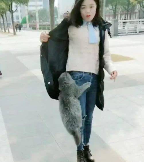 猫咪绝技那是想抱大腿 穿过腿窜进主人衣服 猫咪：大佬求带(图3)
