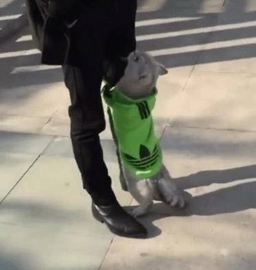 猫咪绝技那是想抱大腿 穿过腿窜进主人衣服 猫咪：大佬求带(图6)