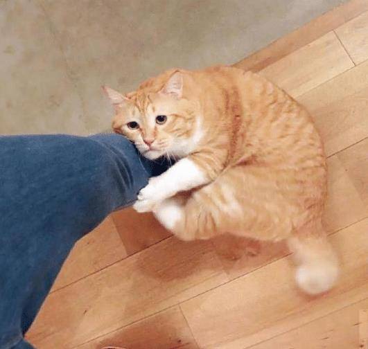 猫咪绝技那是想抱大腿 穿过腿窜进主人衣服 猫咪：大佬求带(图8)