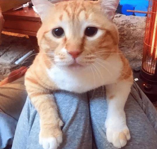 猫咪绝技那是想抱大腿 穿过腿窜进主人衣服 猫咪：大佬求带(图7)