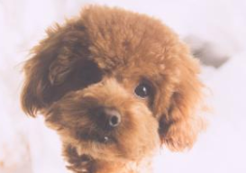 玩具贵宾犬咋样啊？来也差不多的了解下(图2)