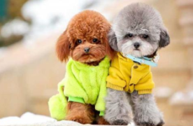 玩具贵宾犬咋样啊？来也差不多的了解下(图1)
