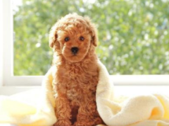 玩具贵宾犬咋样啊？来也差不多的了解下(图3)