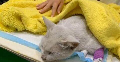 女子喂了一只流浪猫 刚刚说服家人养猫 却发现到猫咪回了喵星(图1)