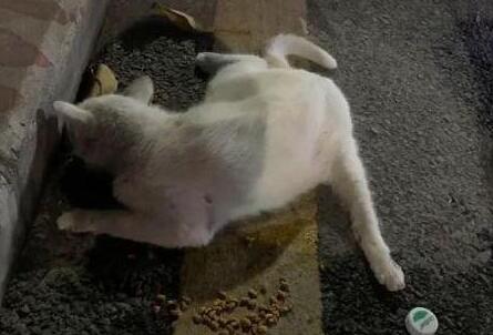 女子喂了一只流浪猫 刚刚说服家人养猫 却发现到猫咪回了喵星(图2)