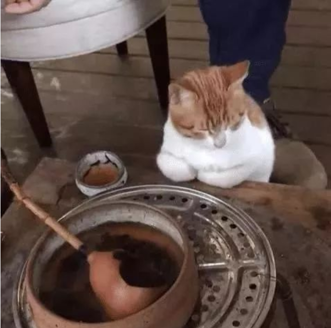 把橘猫交给爷爷奶奶带 过了三个月去接它(图1)